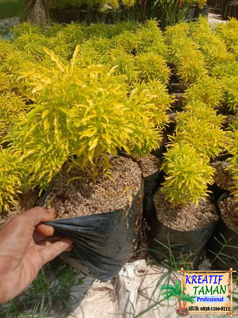 Gambar ini memiliki atribut alt yang kosong; nama berkasnya adalah 6c3d7cdc-ada6-40d2-9b87-0d5840298dfb.jpg